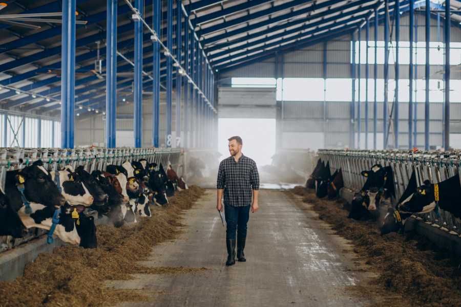 Jihomoravští chovatelé zvýšili produkci mléka, bojí se nízké porodnosti telat