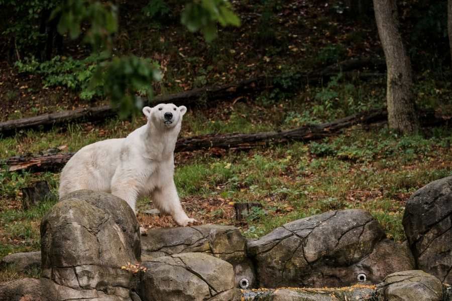 Brněnská zoo: Nový výběh ledních medvědů přitáhne návštěvníky