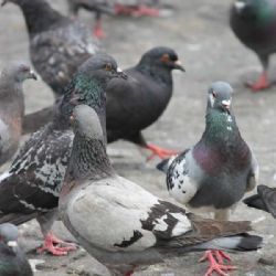 Brno hledá účinný způsob boje s holuby: sítě se osvědčují, sokolníci jsou drahou volbou