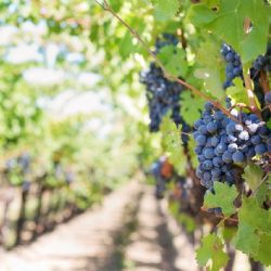 Silné mrazy uštědřily českým vinicím devastující ránu