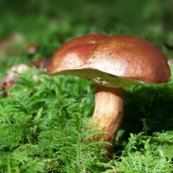 V Dolních Heršpicích u Svratky vznikne přírodní biotop