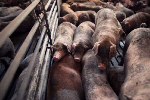 obrázek:Prasata v Jihomoravském kraji lámou rekordy: 125 tisíc kusů