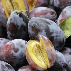 Jižní Morava sklízí rekordní úrodu meruněk a švestek