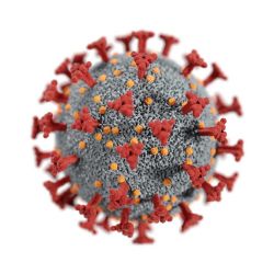 SARS-CoV-2 může pronikat do mozku: Brněnští vědci odhalili cestu viru