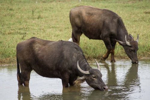 Foto: Vodní buvoli pomáhají obnovit biotopy u Pouzdřan