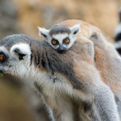 Zoo Brno má po pětadvaceti letech novou ředitelku