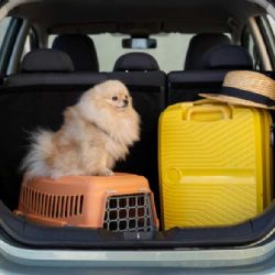 Psi v autě: Roste význam bezpečného cestování