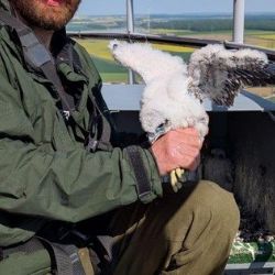 Sokolí triumf v Dukovanech - tři mláďata na komínech