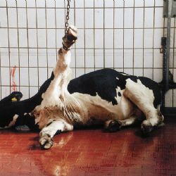 Za týrání zvířat 3 roky v cele