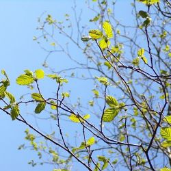 Nevzhledné místo u křížení Kounicovy a Šumavské doplní zeleň i nový mobiliář