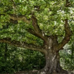 Brněnští radní přislíbili podporu dalším dvěma žadatelům o dotaci na zelené střechy