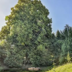 Zasaďte si vlastní strom a pomozte lesu v oboře Holedná