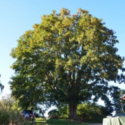 Kde sázet stromy a jak o ně pečovat? To ukáže chystaný standard uličních stromořadí