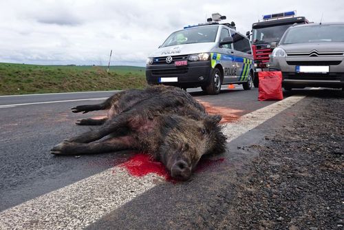 obrázek:Pozor na kance na silních, 18 kolizí za jednu noc