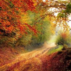 Brno se i letos zapojí do projektu na záchranu ohrožených druhů zvířat ve volné přírodě