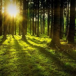 V Brně díky ekodotaci vyroste 21 nových zelených střech